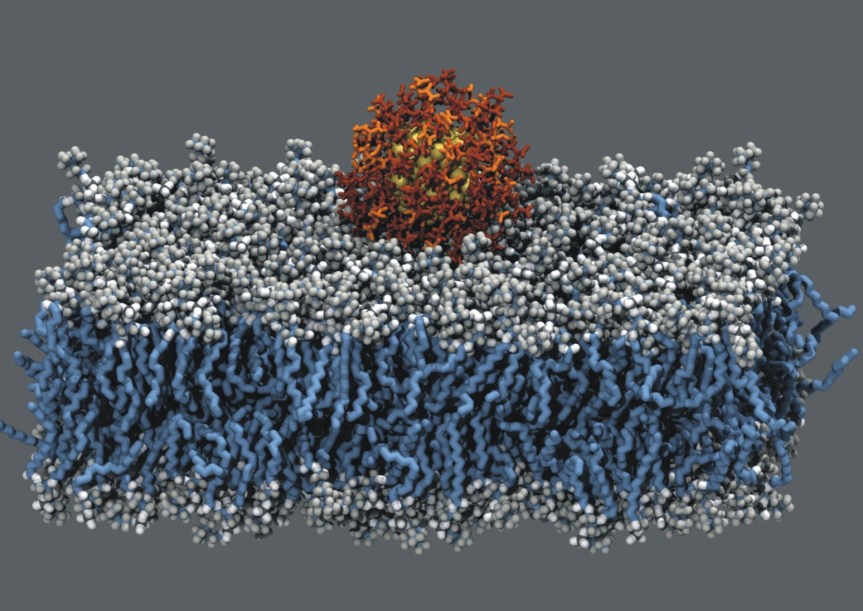 goldNanoparticleBilayer.jpg