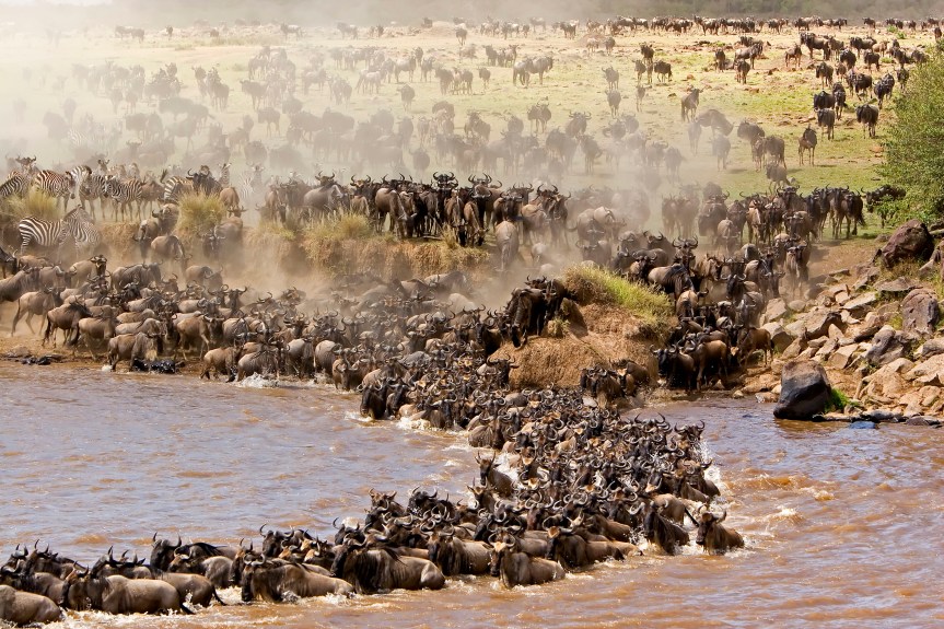 wildebeestMigration2.jpg