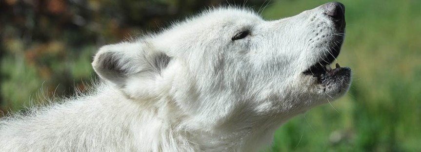 10/4/16 Show feat. Bridgett vonHoldt on Epigenetics, Molecular Ecology, and Canine&nbsp;Domestication