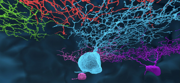 12/13/16 Show feat. Thomas Macrina on Connectomes and Kasey Wagoner on the Equivalence&nbsp;Principle