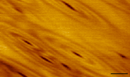 mallika_electronripples_crop