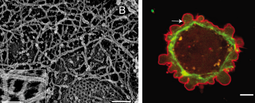 7/31/18 Show feat. Mariona Esquerda on Star Lifecycles and Ricard Alert on the Biophysics of&nbsp;Films